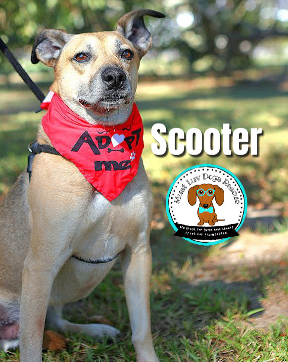 Scooter, an adoptable Shepherd, Hound in Zachary, LA, 70791 | Photo Image 2