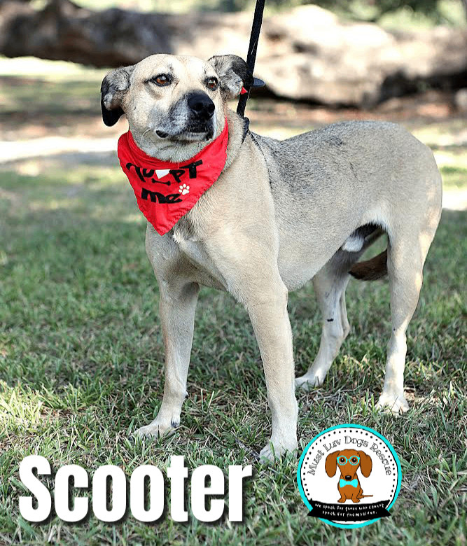 Scooter, an adoptable Shepherd, Hound in Zachary, LA, 70791 | Photo Image 3