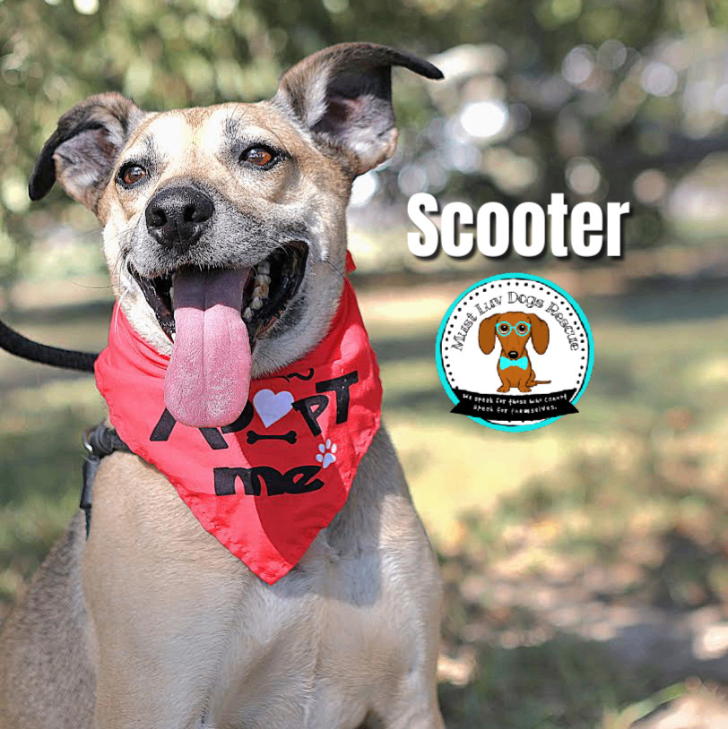 Scooter, an adoptable Shepherd, Hound in Zachary, LA, 70791 | Photo Image 4