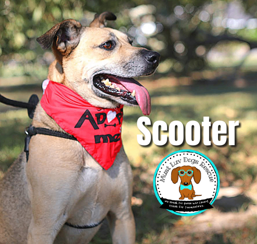 Scooter, an adoptable Shepherd, Hound in Zachary, LA, 70791 | Photo Image 5