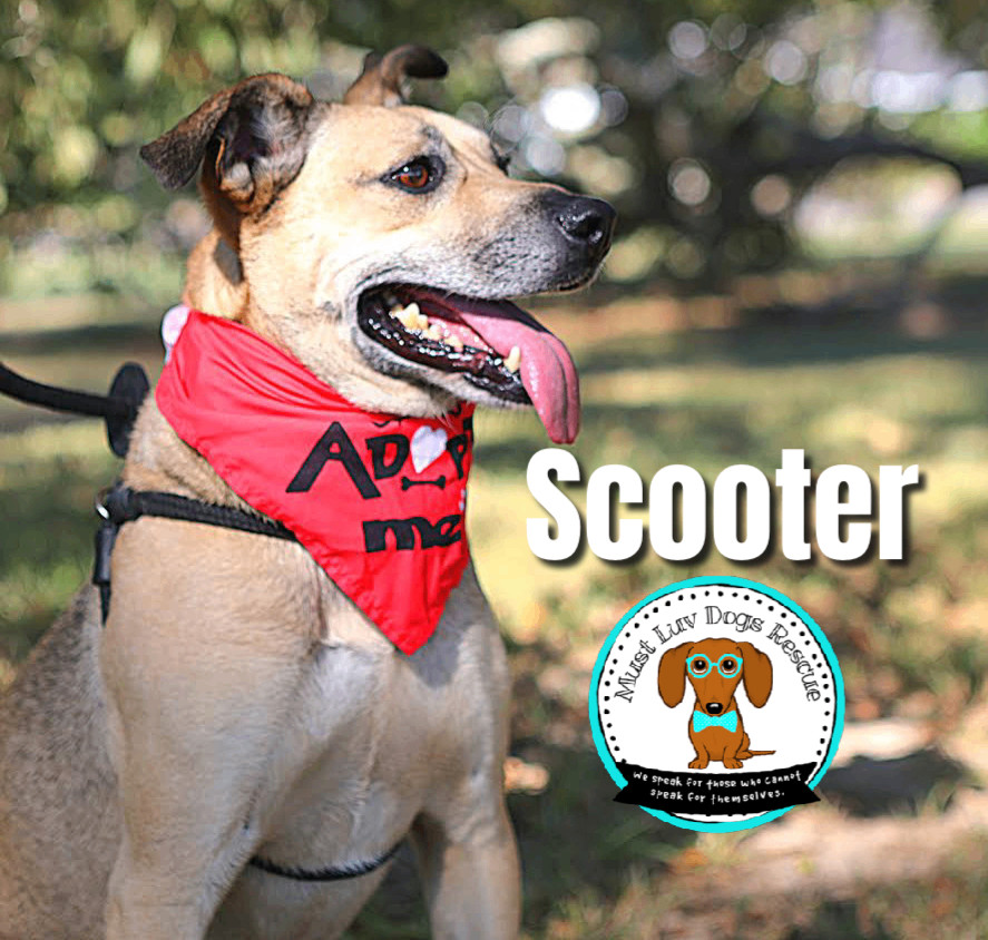 Scooter, an adoptable Shepherd, Hound in Zachary, LA, 70791 | Photo Image 4