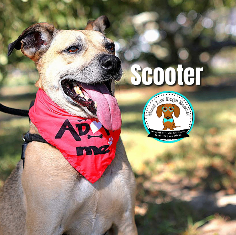 Scooter, an adoptable Shepherd, Hound in Zachary, LA, 70791 | Photo Image 5