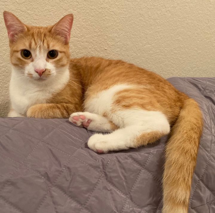 Cat For Adoption Martin A Domestic Medium Hair Tabby Mix In