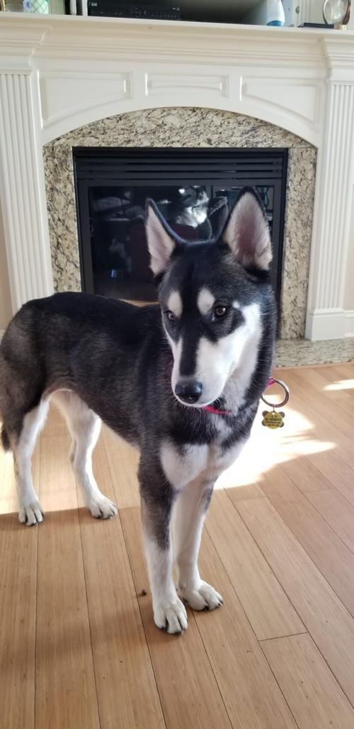 Ziva, an adoptable Siberian Husky in Raleigh, NC, 27624 | Photo Image 1