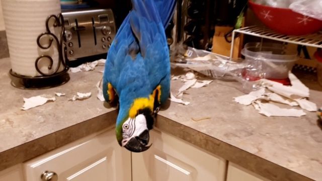 Isabella, an adoptable Macaw in Jacksonville, FL_image-4