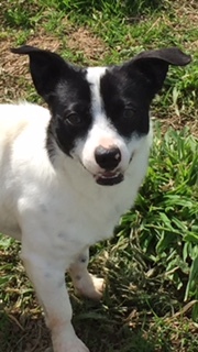 Dog for adoption - EVA, a Border Terrier & Jack Russell Terrier Mix in Pico  Rivera, CA