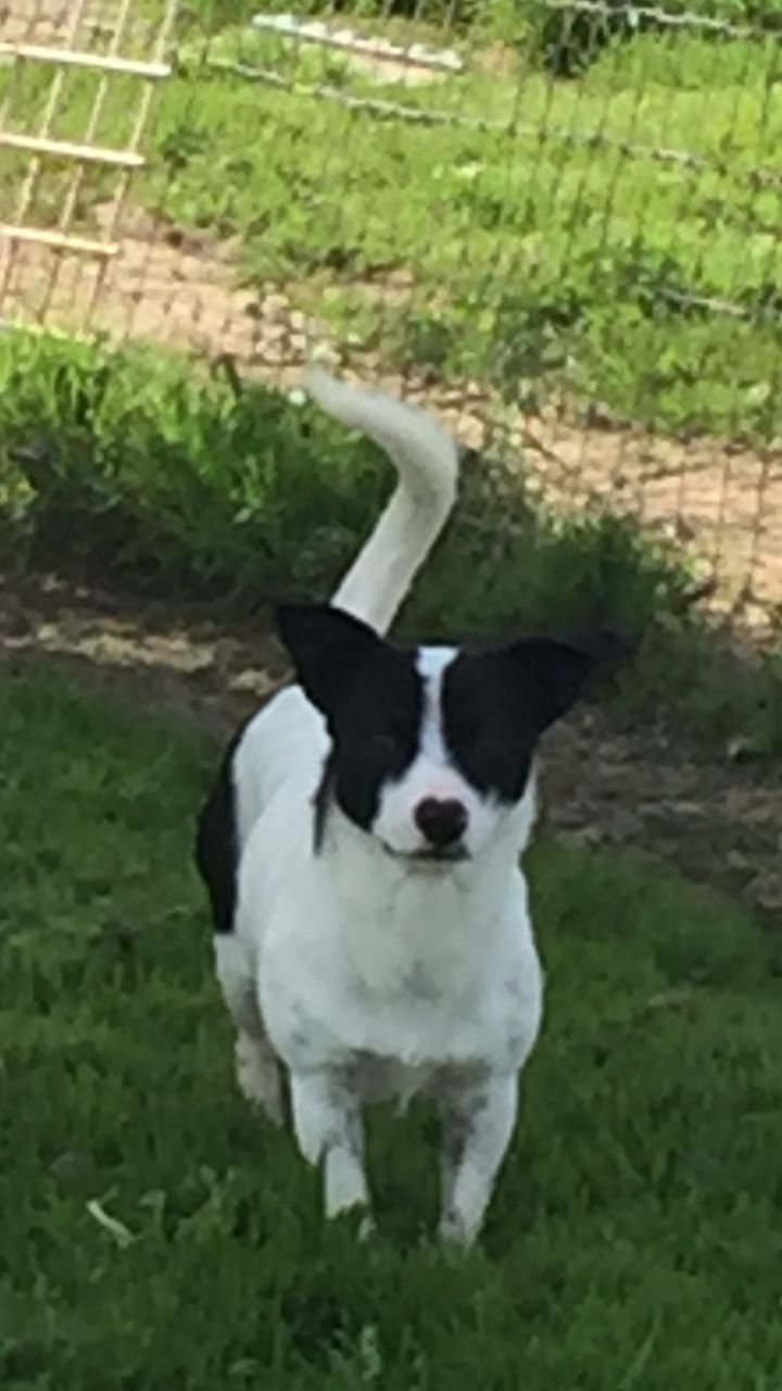 Dog for adoption - EVA, a Border Terrier & Jack Russell Terrier Mix in Pico  Rivera, CA