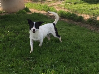 PICCOLO, an adoptable Terrier, Jack Russell Terrier in Elk Grove, CA, 95758 | Photo Image 3