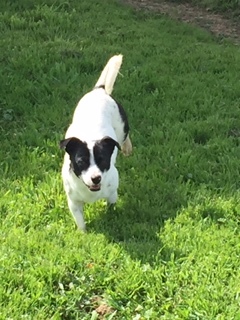 PICCOLO, an adoptable Terrier, Jack Russell Terrier in Elk Grove, CA, 95758 | Photo Image 4