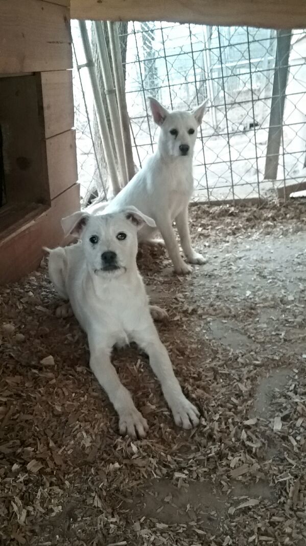 Puppies, an adoptable Parson Russell Terrier in Westminster, SC, 29693 | Photo Image 5