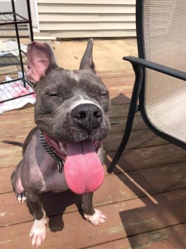 Angel, an adoptable Pit Bull Terrier in New York, NY, 10075 | Photo Image 3