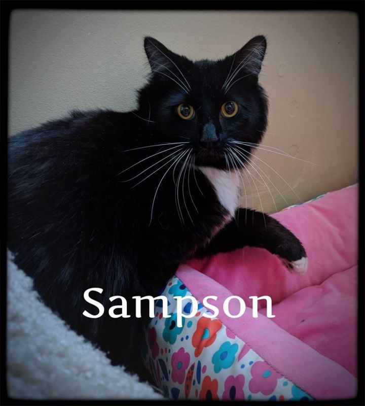 Sampson 1