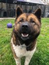 Available - Big East Akita Rescue