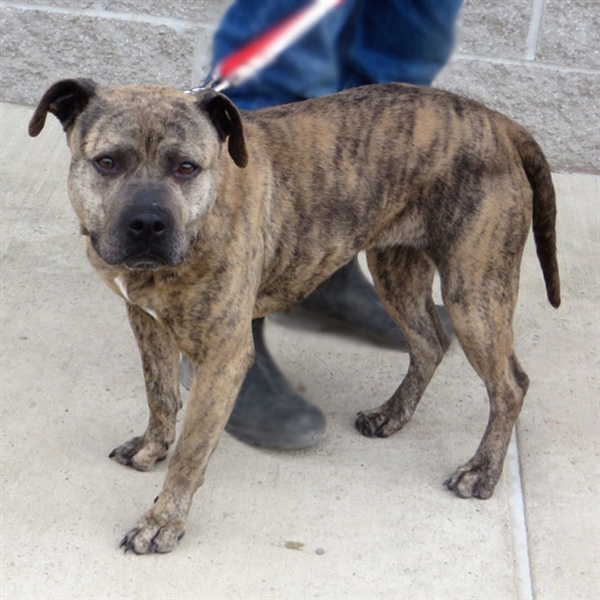 Adorable Brindle Pitbull Bulldog Mix Puppy