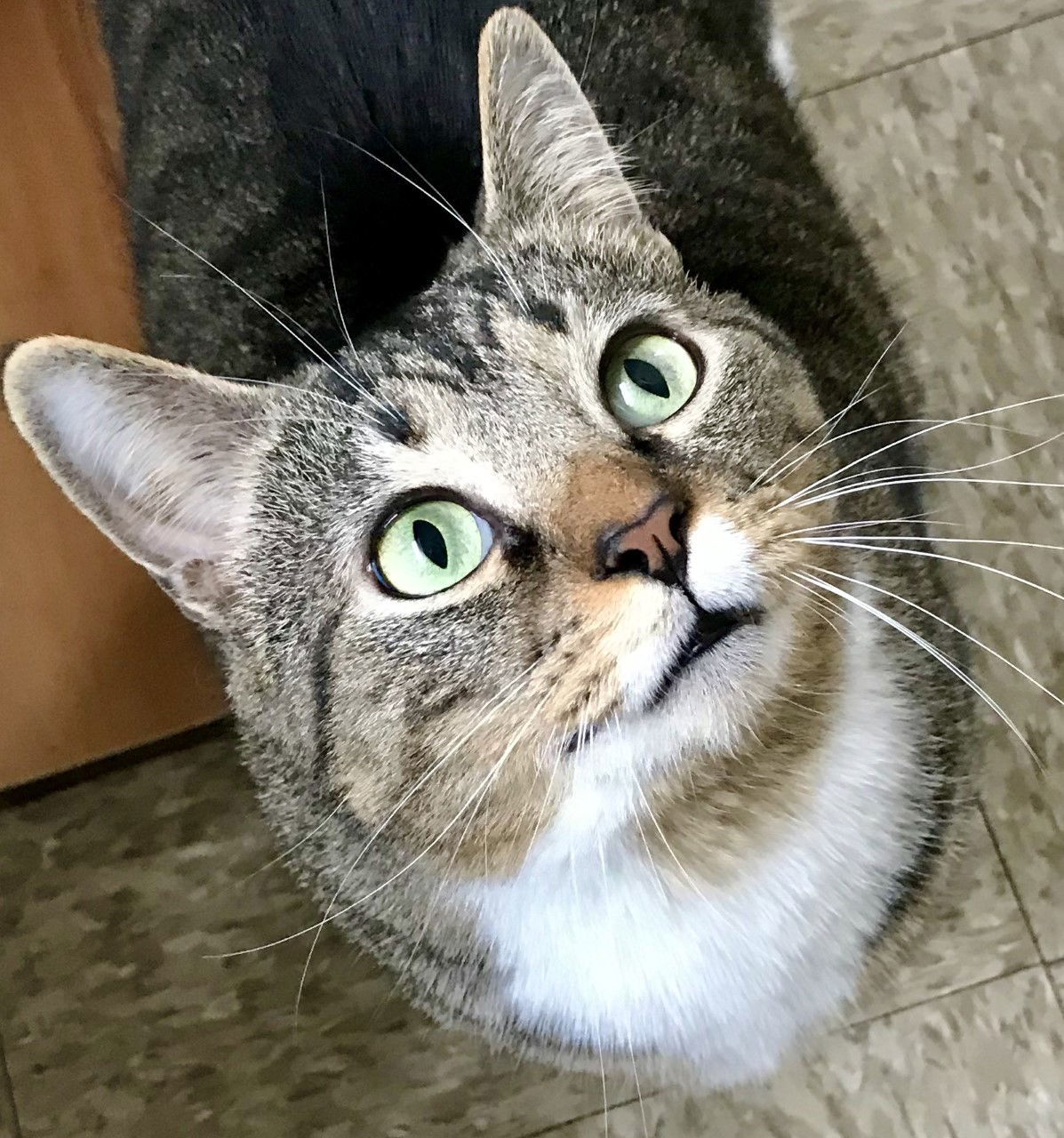 Boots, an adoptable Domestic Short Hair in Sistersville, WV, 26175 | Photo Image 1