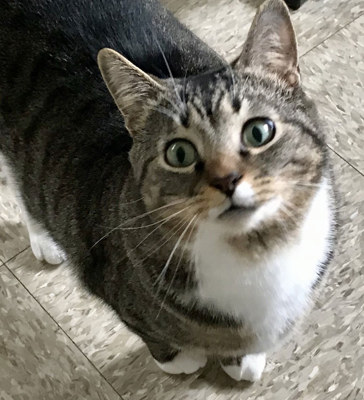 Boots, an adoptable Domestic Short Hair in Sistersville, WV, 26175 | Photo Image 2