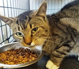 Boots, an adoptable Domestic Short Hair in Sistersville, WV, 26175 | Photo Image 3