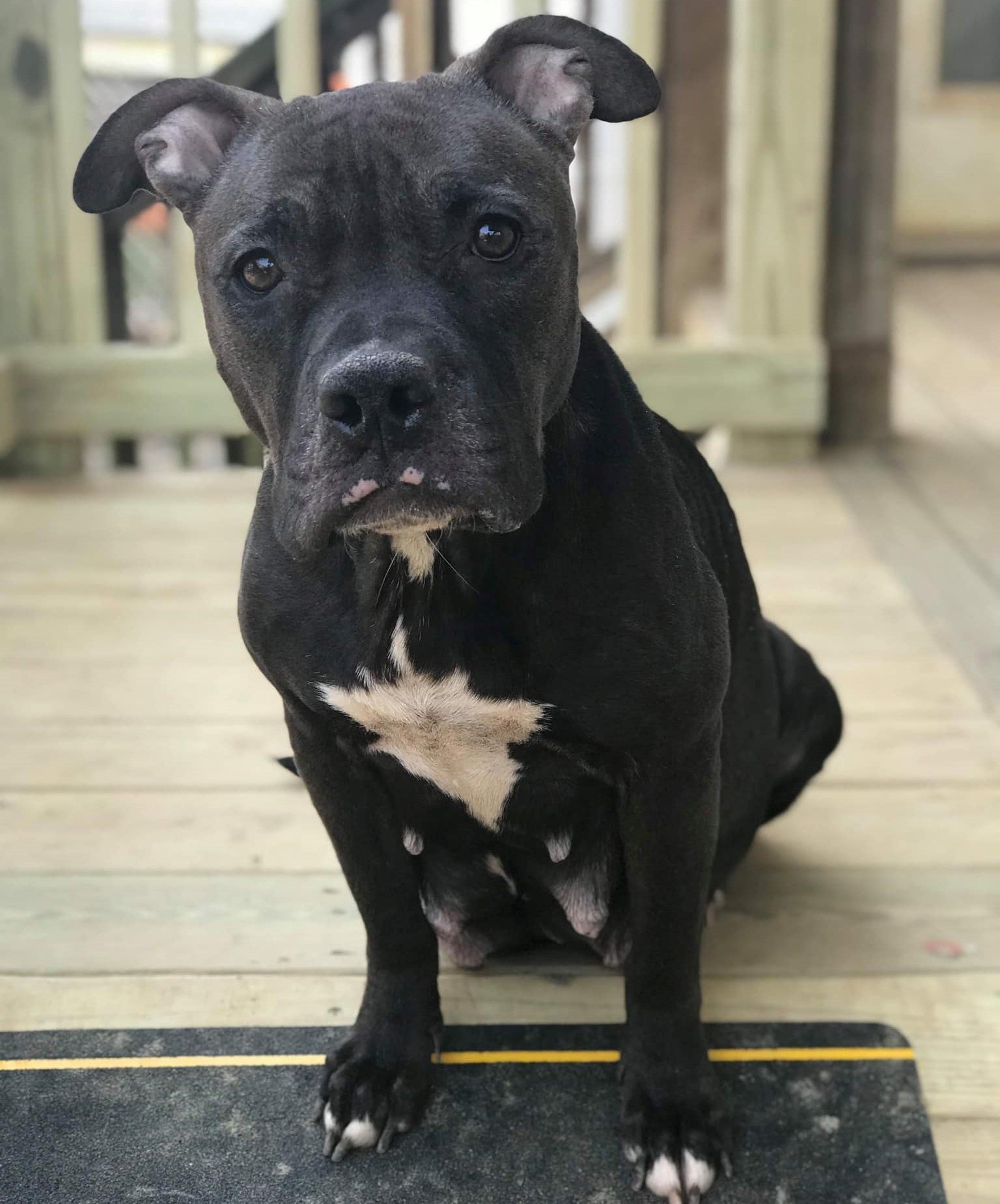 Rubia, an adoptable Pit Bull Terrier in Dallas, GA, 30132 | Photo Image 1