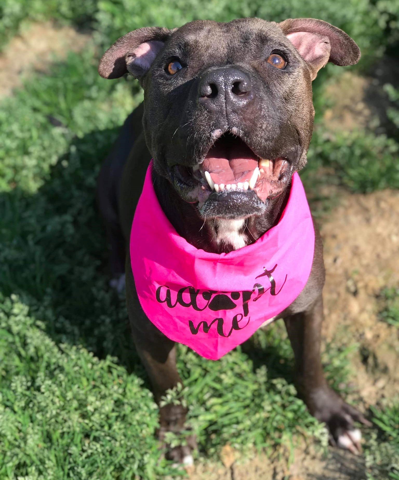 Rubia, an adoptable Pit Bull Terrier in Dallas, GA, 30132 | Photo Image 2