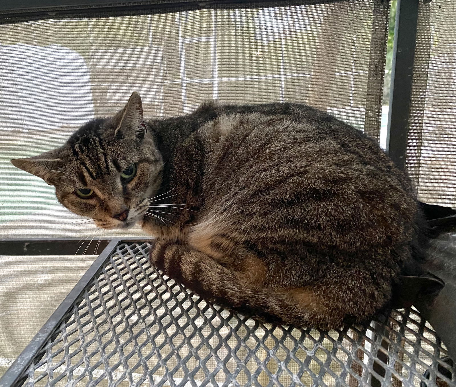 Punky Brewster, an adoptable Domestic Short Hair in Tampa, FL, 33605 | Photo Image 1