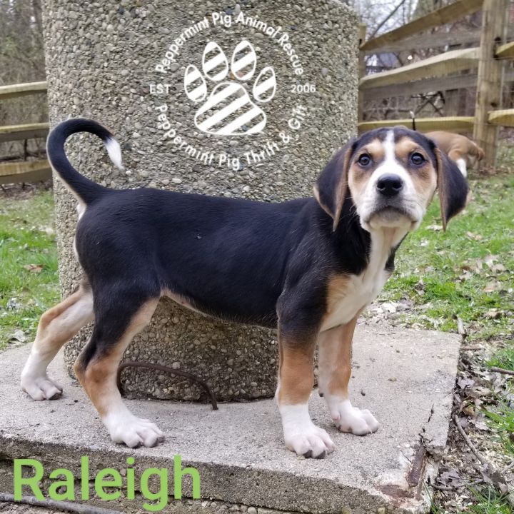 Raleigh 6