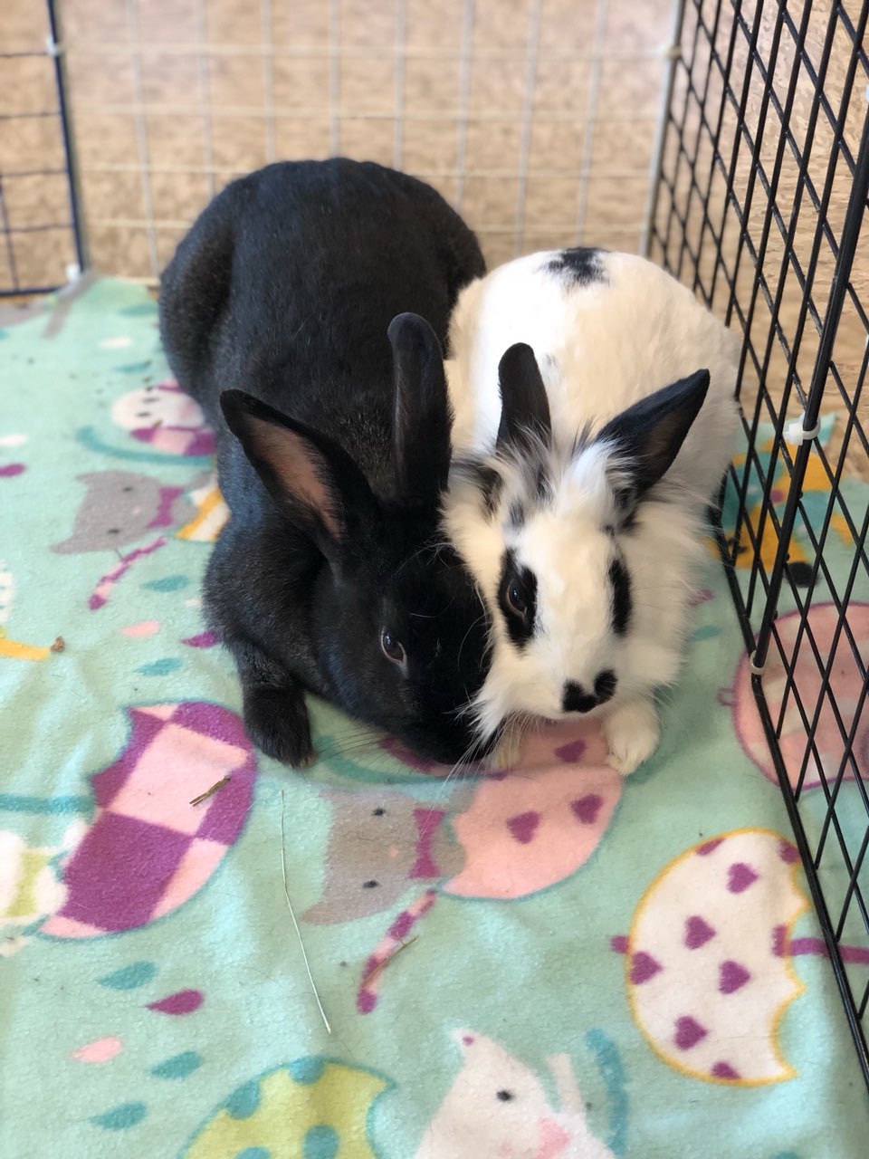 Bunny best sale biggie pet