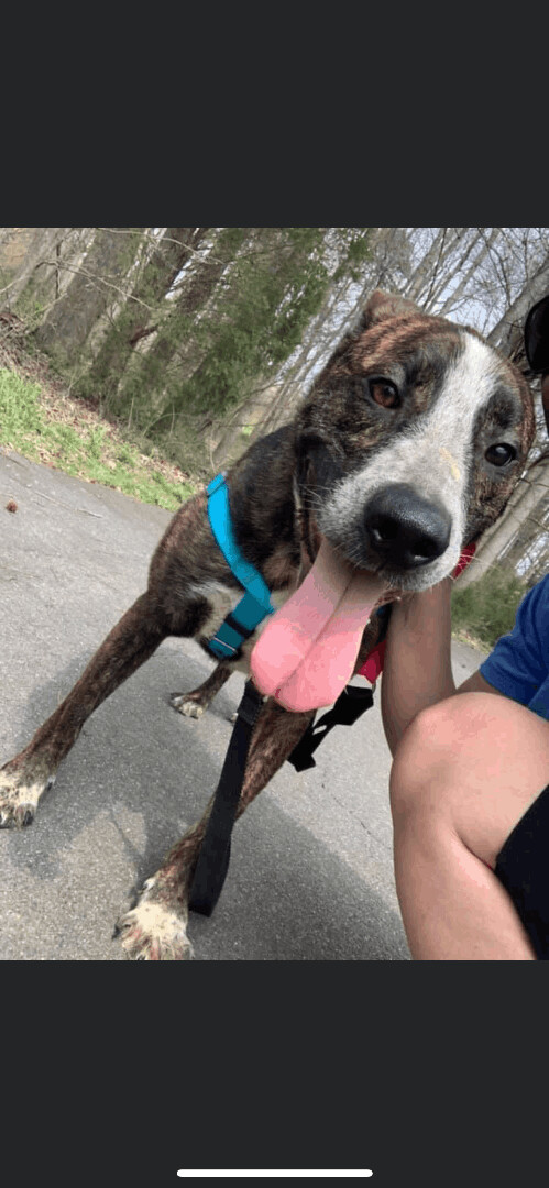 Perry, an adoptable Boxer, Plott Hound in Locust, NC, 28097 | Photo Image 3