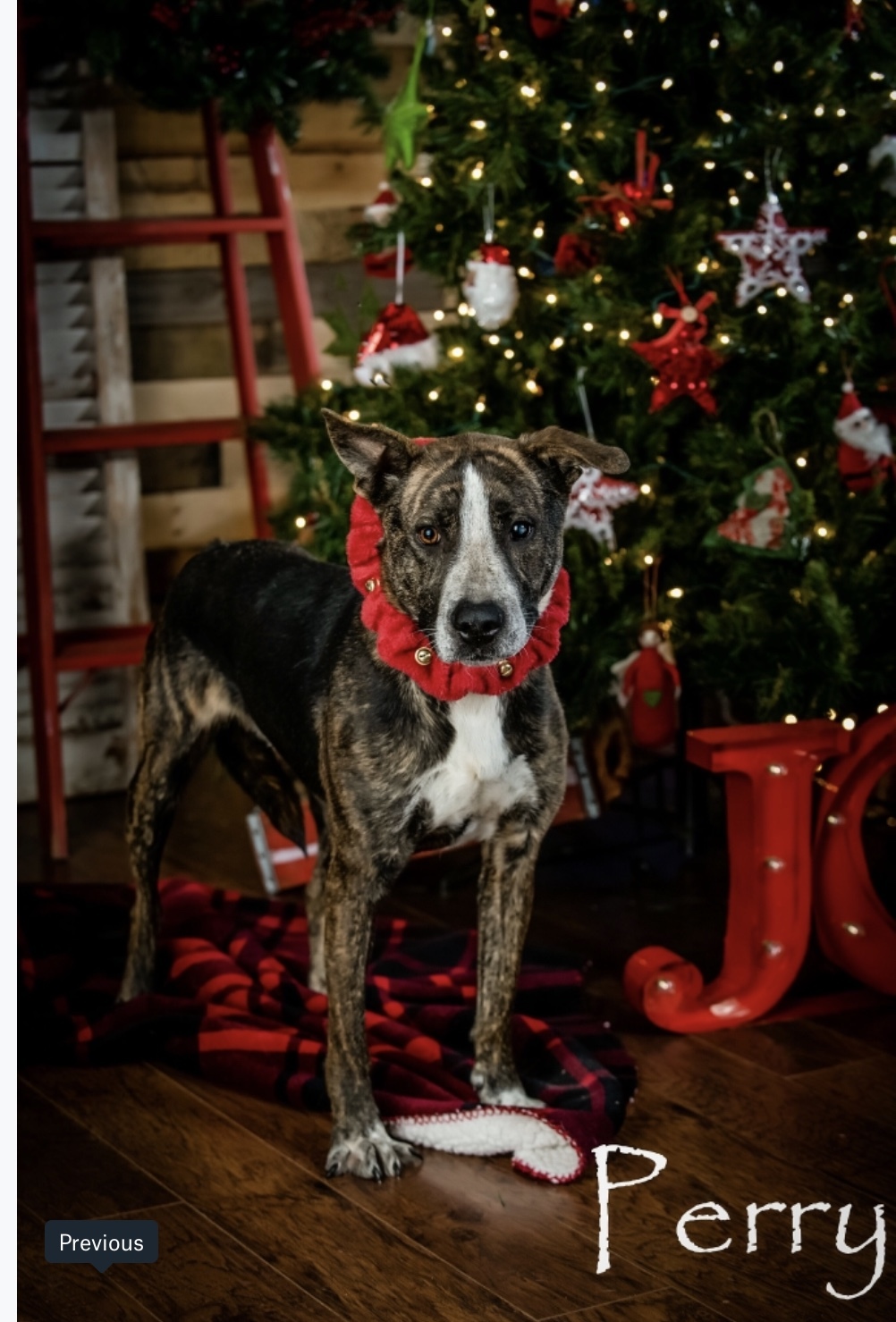 Perry, an adoptable Boxer, Plott Hound in Locust, NC, 28097 | Photo Image 5