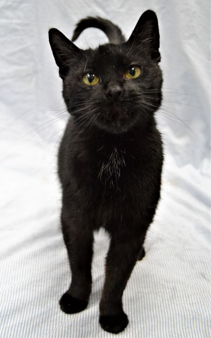 Cat For Adoption Scottie A Domestic Short Hair In Michigan City