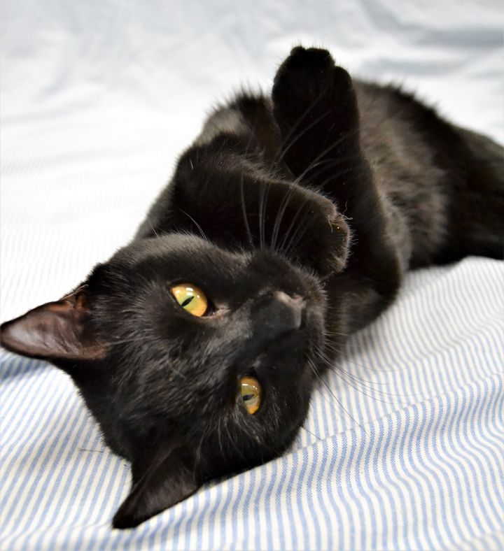 Cat For Adoption Scottie A Domestic Short Hair In Michigan City