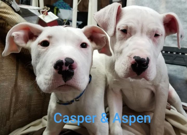 Casper 3