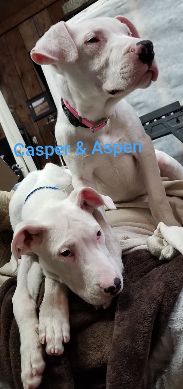Casper 4