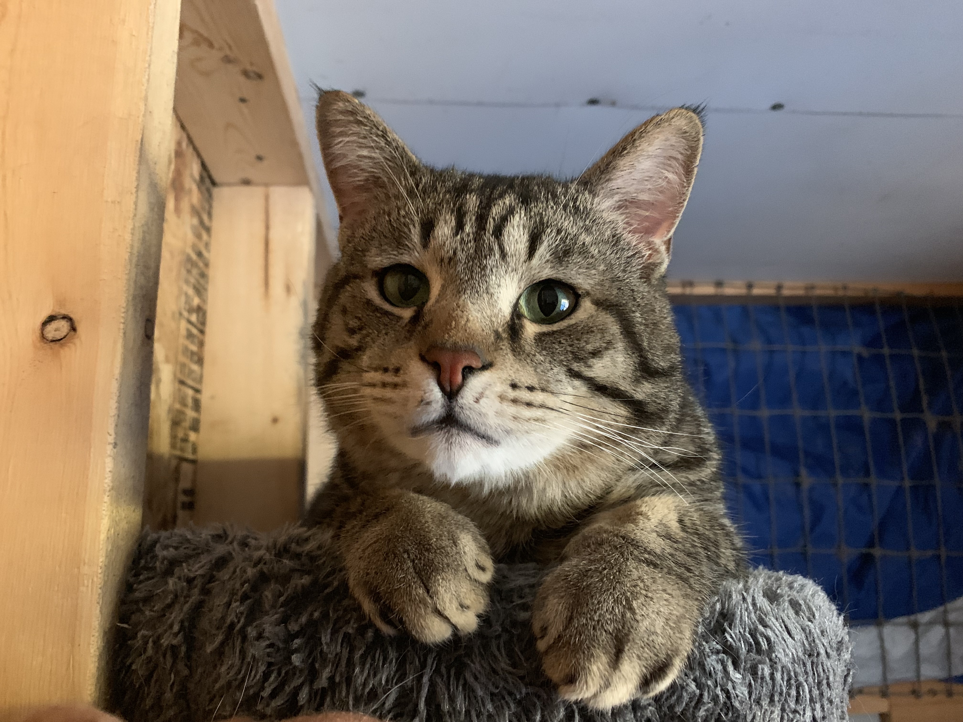 F2, an adoptable American Shorthair in Shelbyville, KY, 40065 | Photo Image 2