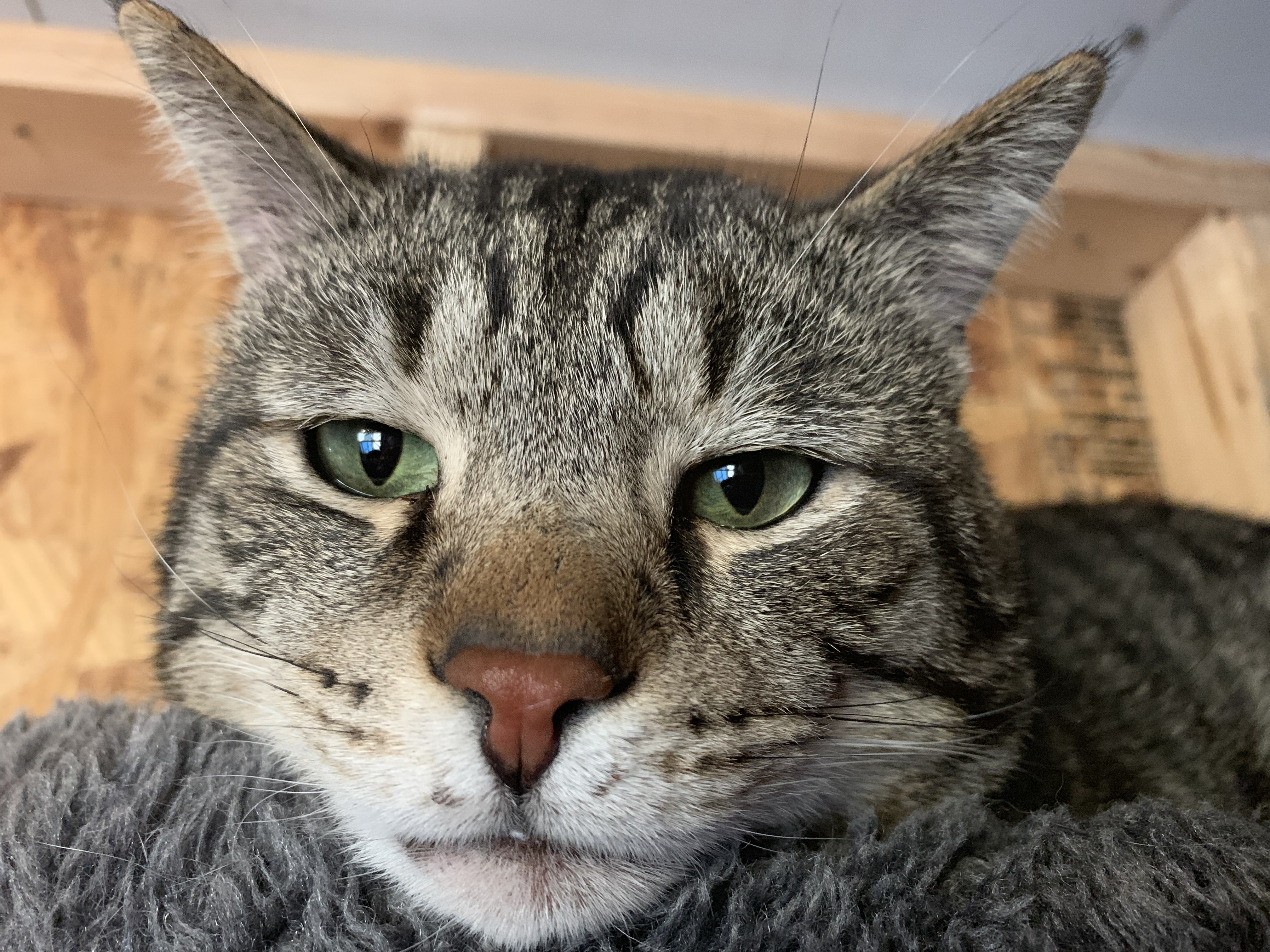 F2, an adoptable American Shorthair in Shelbyville, KY, 40065 | Photo Image 3