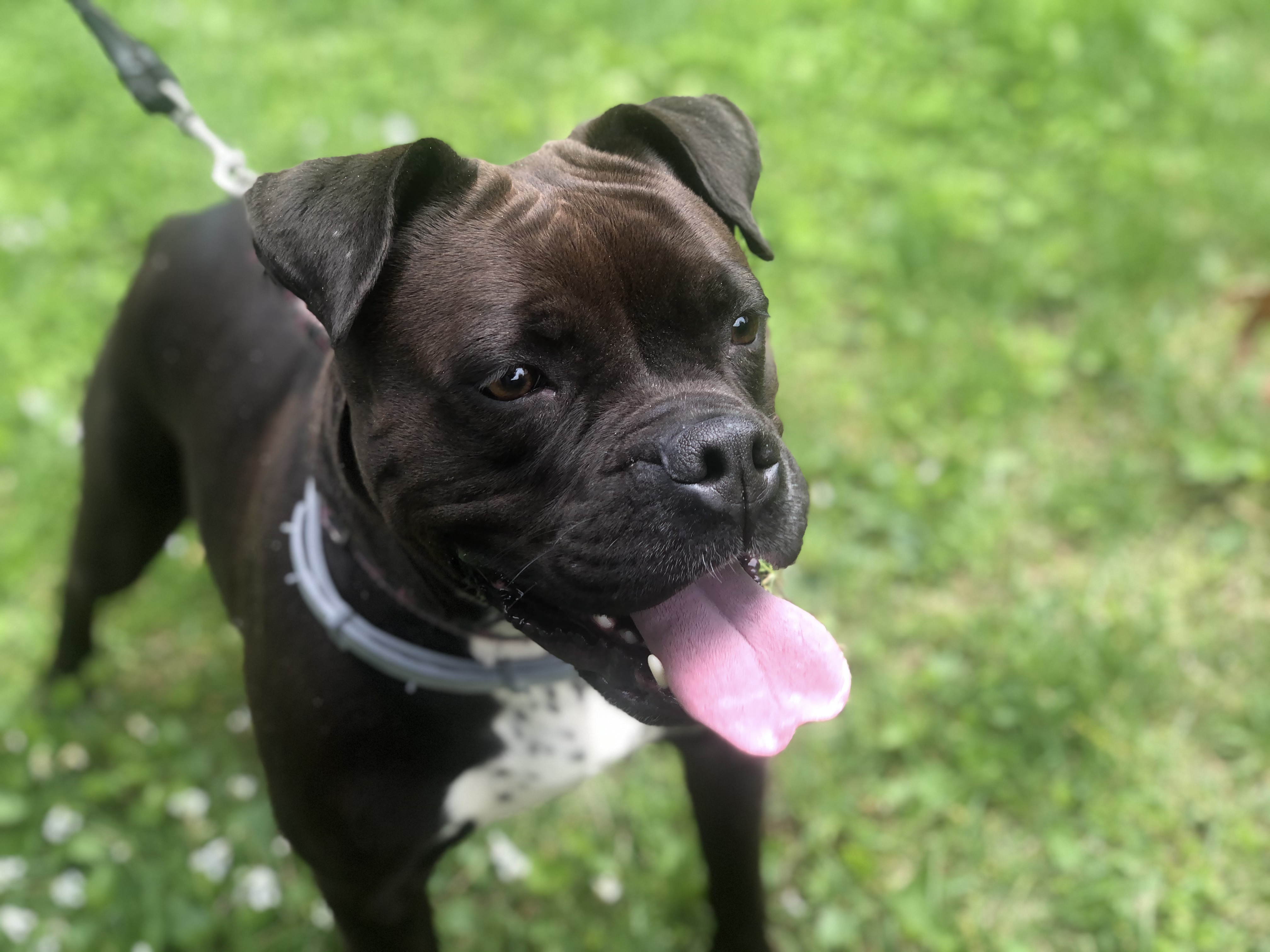 SCOOTER, an adoptable Boxer, American Bulldog in Colchester, CT, 06415 | Photo Image 4