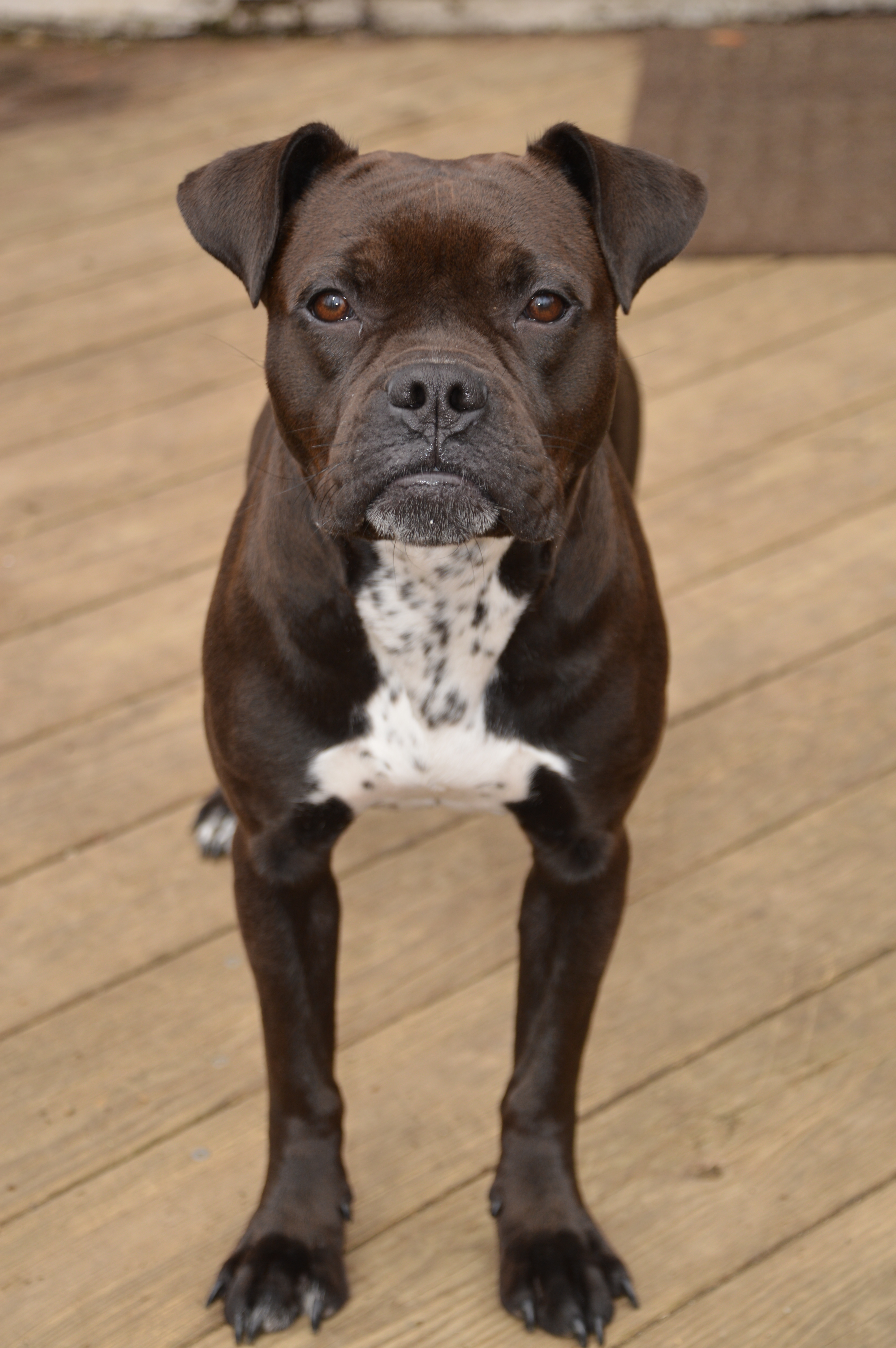 SCOOTER, an adoptable Boxer, American Bulldog in Colchester, CT, 06415 | Photo Image 5