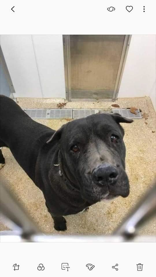 Dog For Adoption Tyson A Cane Corso In Flintstone Md