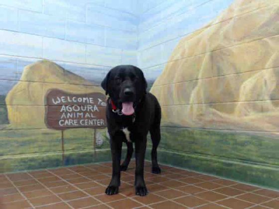 THOMAS-Special Needs, an adoptable Black Labrador Retriever Mix in Los Angeles, CA_image-1