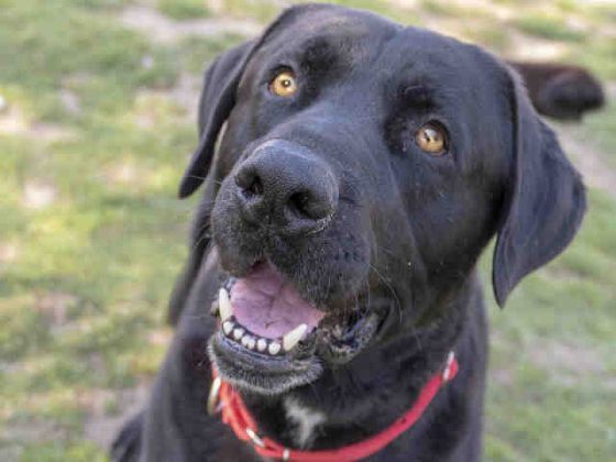 THOMAS-Special Needs, an adoptable Black Labrador Retriever Mix in Los Angeles, CA_image-2