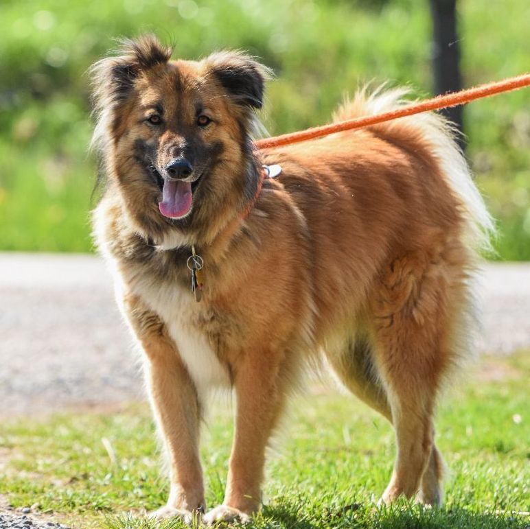 Simba, an adoptable Canaan Dog, Shepherd in Dillsburg, PA, 17019 | Photo Image 2