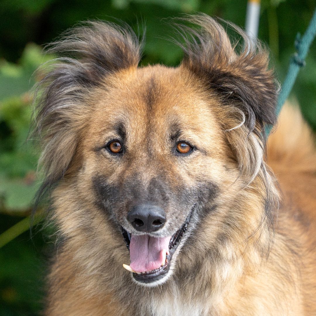 Simba, an adoptable Canaan Dog, Shepherd in Dillsburg, PA, 17019 | Photo Image 1