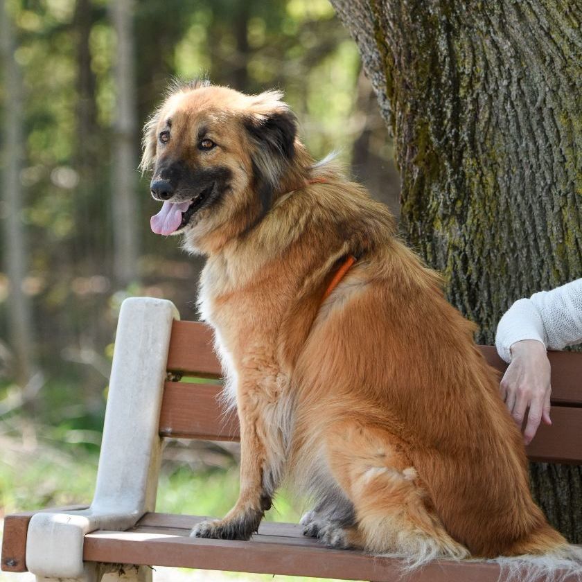 Simba, an adoptable Canaan Dog, Shepherd in Dillsburg, PA, 17019 | Photo Image 3