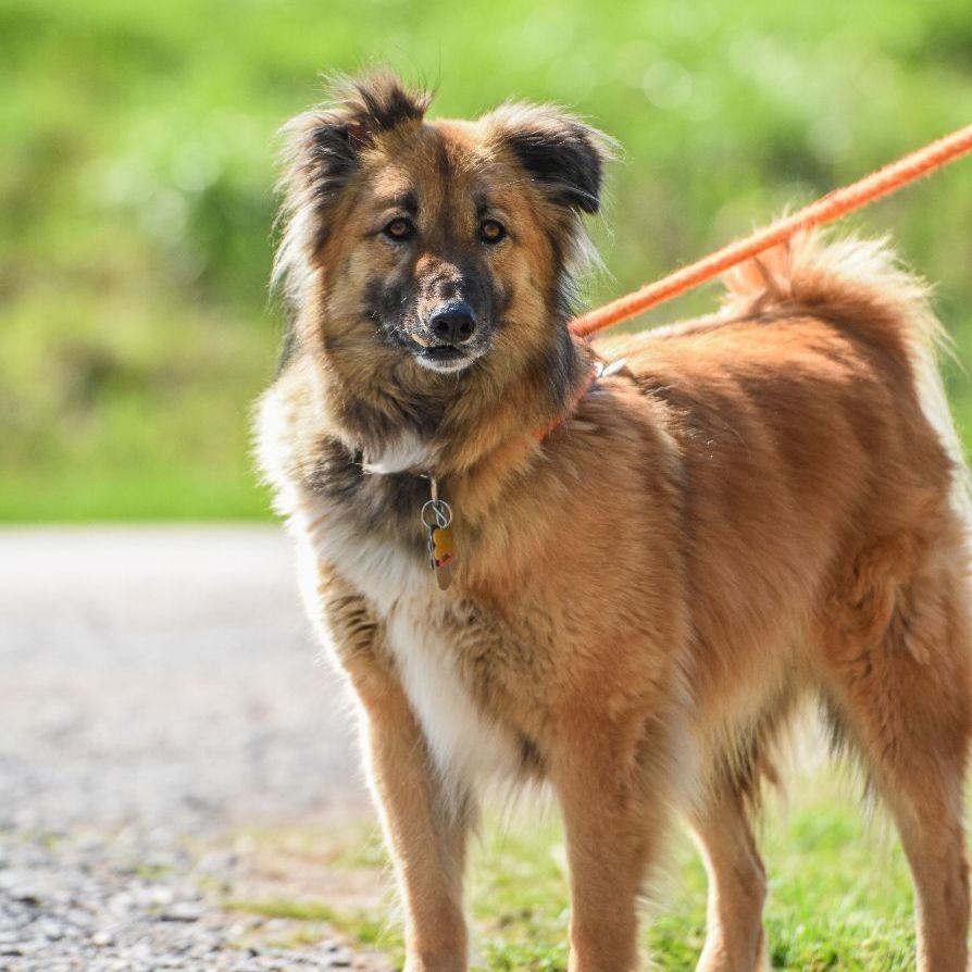 Simba, an adoptable Canaan Dog, Shepherd in Dillsburg, PA, 17019 | Photo Image 4