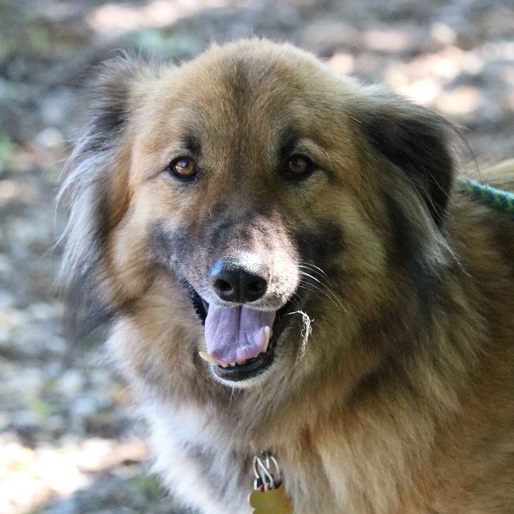 Simba, an adoptable Canaan Dog, Shepherd in Dillsburg, PA, 17019 | Photo Image 5