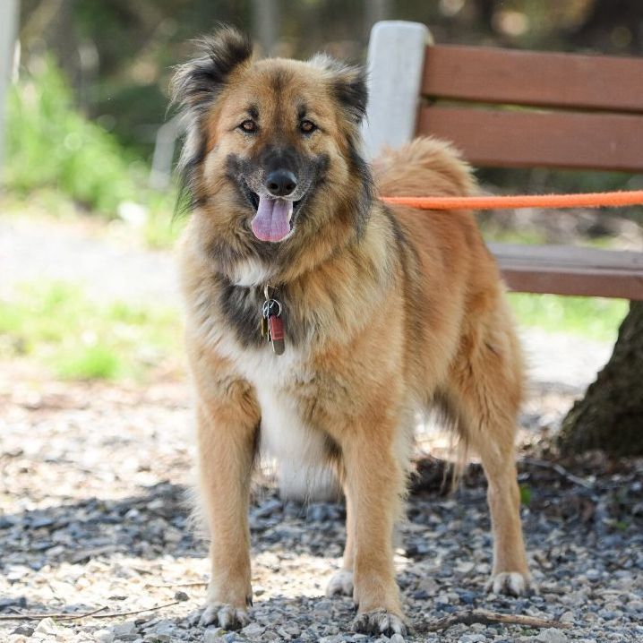 Simba, an adoptable Canaan Dog, Shepherd in Dillsburg, PA, 17019 | Photo Image 6