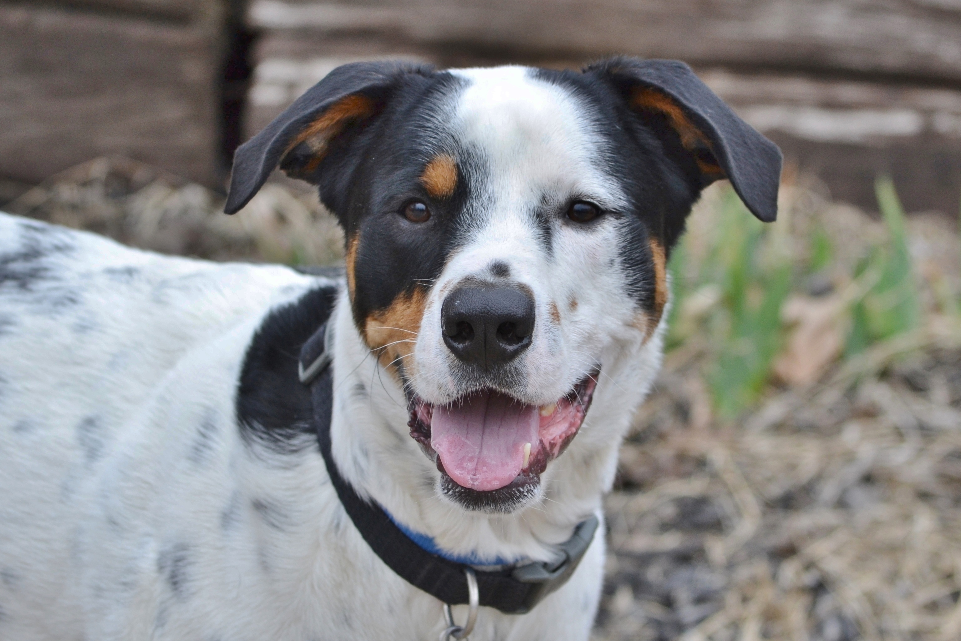 Dog for adoption - Buckley, a Bernese Mountain Dog & Dalmatian Mix in ...