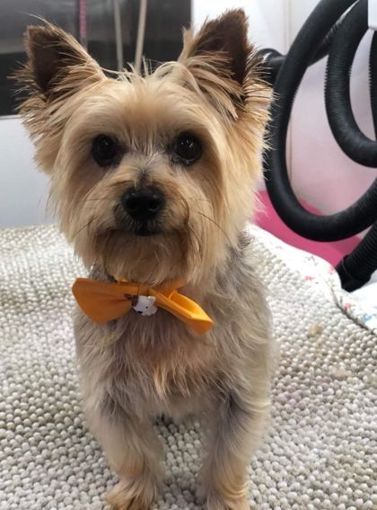 Bentley Craig, an adoptable Terrier in Annapolis, MD, 21403 | Photo Image 1