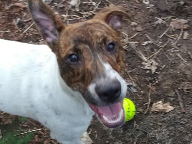 Dog For Adoption Jack A German Shorthaired Pointer Mix In