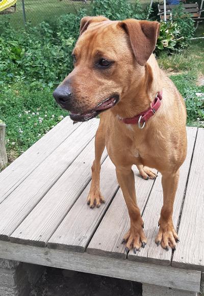 Rodeo, an adoptable Retriever in Lockport, NY, 14094 | Photo Image 1