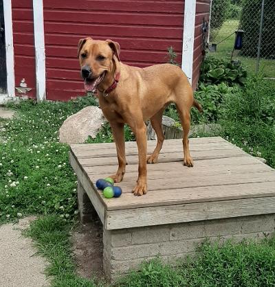 Rodeo, an adoptable Retriever in Lockport, NY, 14094 | Photo Image 2